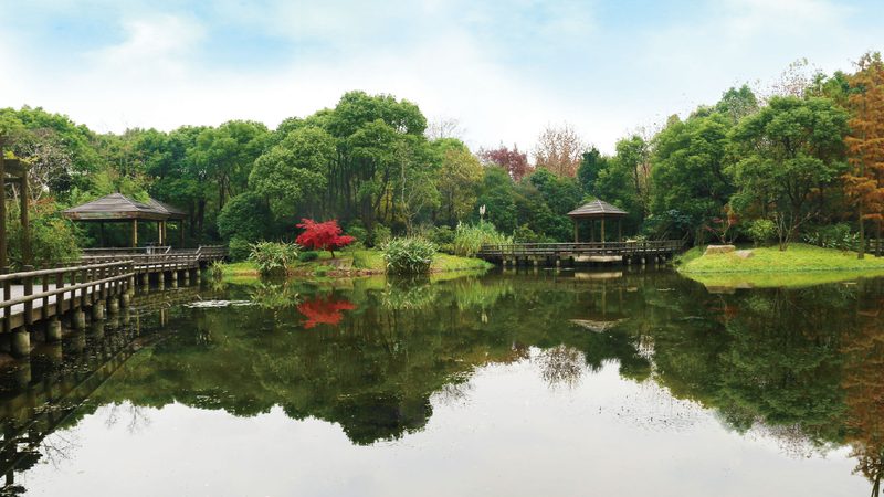 苗木种植基地批发价格与零售价格，有何不同？**