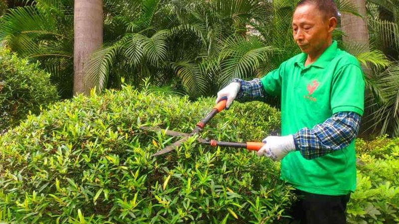 成都草坪铺设后养护的关键要点**