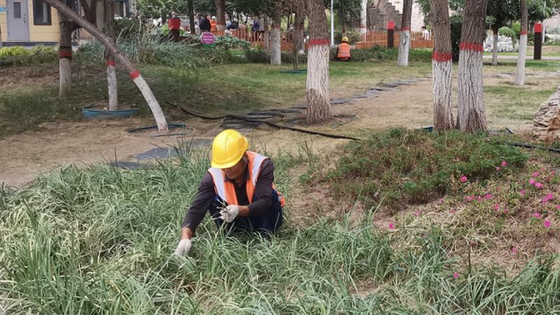 四川苗木基地的优与劣：揭秘其背后的秘密**