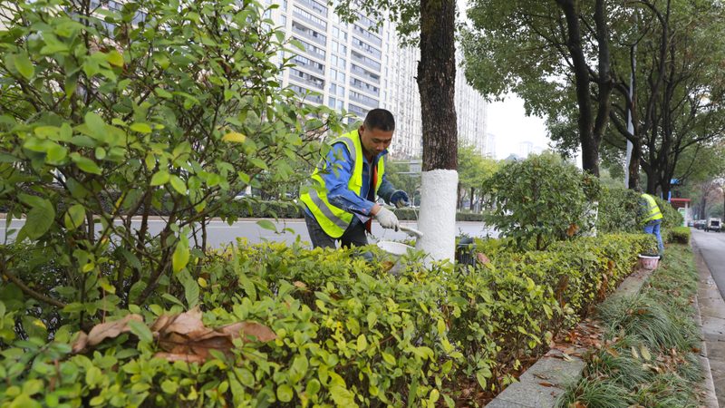 苗木种植技术视频教程分类：从入门到精通的系统化学习路径